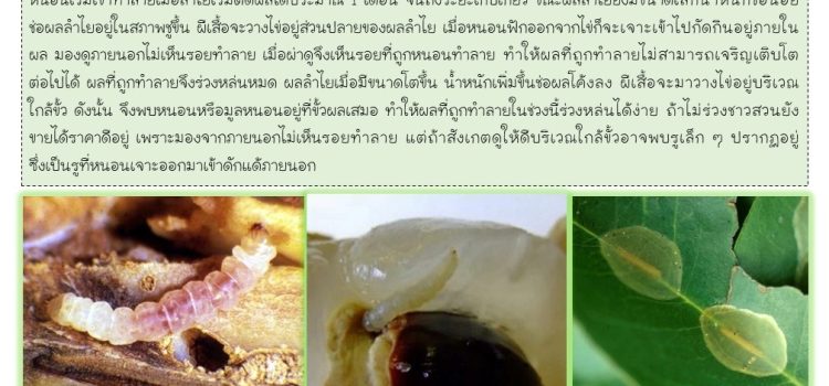 หนอนเจาะขั้วผลในลำไย