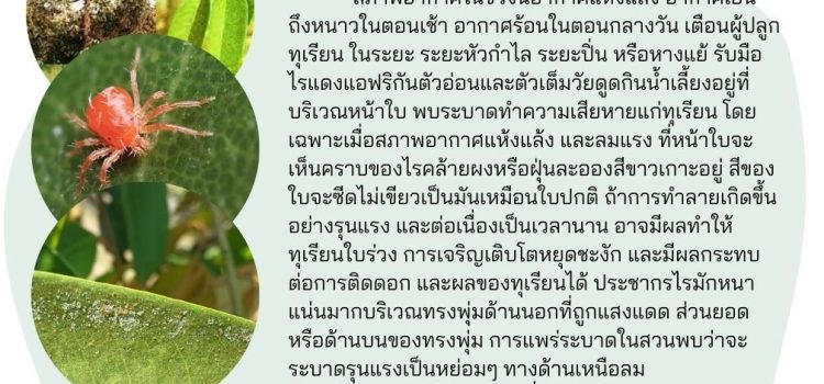 ระวัง “ไรแดงแอฟริกัน” ในทุเรียน