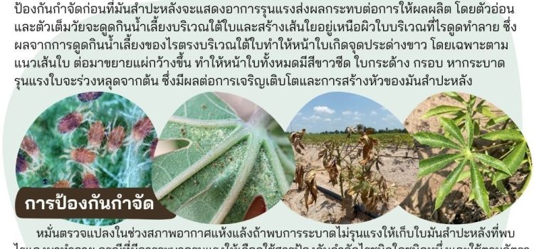 ไรแดงมันสำปะหลัง
