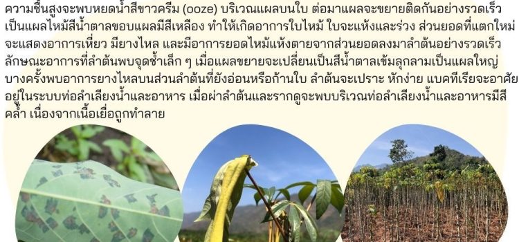 ใบไหม้จุดเหลี่ยมมันสำปะหลัง