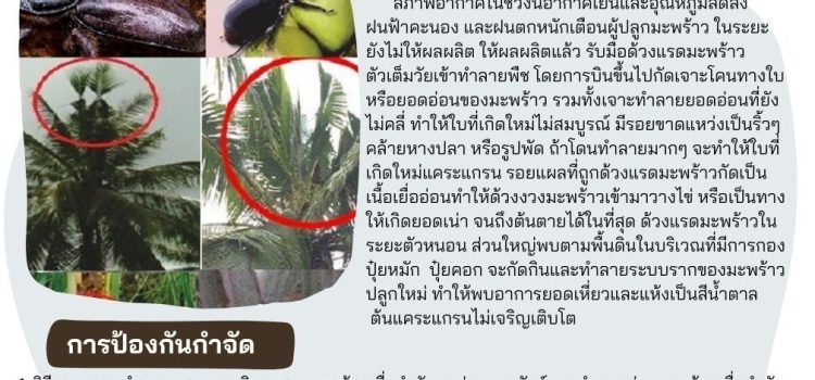 ด้วงแรดมะพร้าว