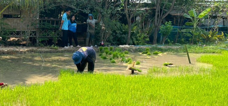 เยี่ยมเยียนเกษตรกรไร่นาสวมผสม เยี่ยมเยียนเกษตรกรไร่นาสวมผสม