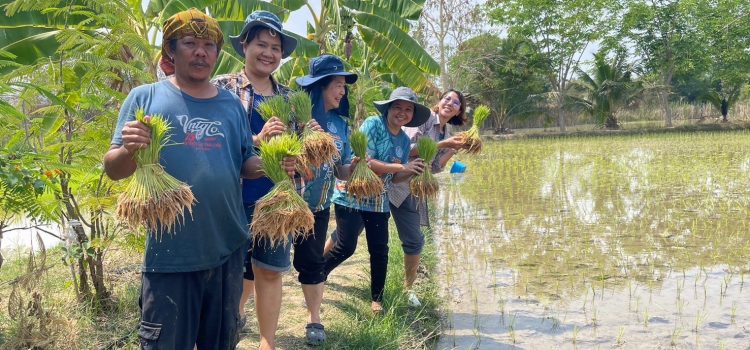 ร่วมอนุรักษ์ประเพณี “ลงแขกดำนา” ร่วมอนุรักษ์ประเพณี “ลงแขกดำนา”