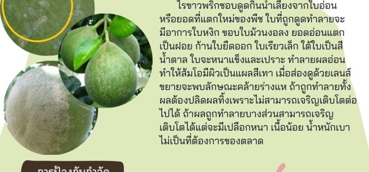 ระวังไรขาวพริกในส้มโอ