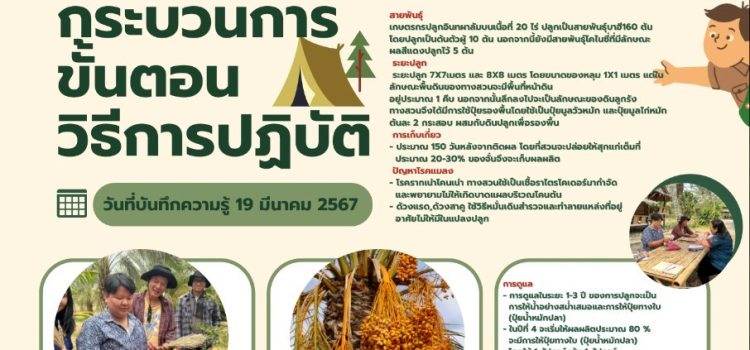 องค์ความรู้ เรื่อง อินทผาลัม
