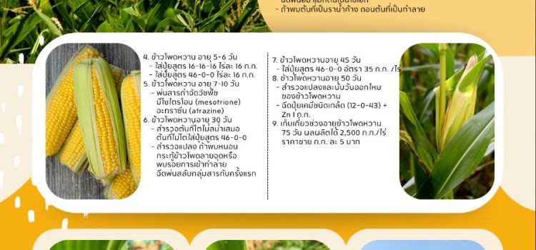 รอบรู้ โรค แมลง ข้าวโพดหวาน