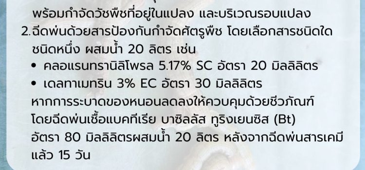 เตือน หนอนกระทู้ระบาดในมันสำปะหลัง