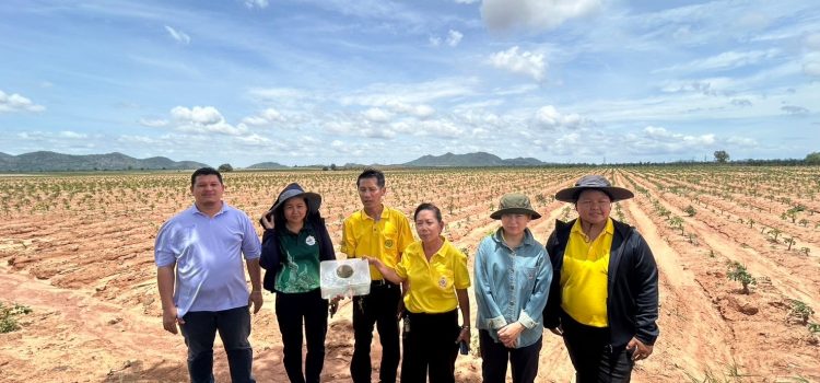 เกษตรเมืองกาญจน์…ติดตามแปลงที่พบการระบาดของหนอนกระทู้ในแปลงมันสำปะหลัง ณ หมู่ที่ 5 และ 6 ตำบลแก่งเสี้ยน