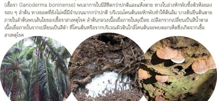 ระวังโรคลำต้นเน่า (เชื้อรา Ganoderma boninense) ในปาล์มน้ำมัน