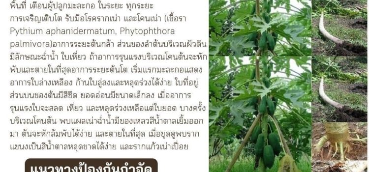 ระวัง โรครากเน่า และโคนเน่า ในมะละกอ