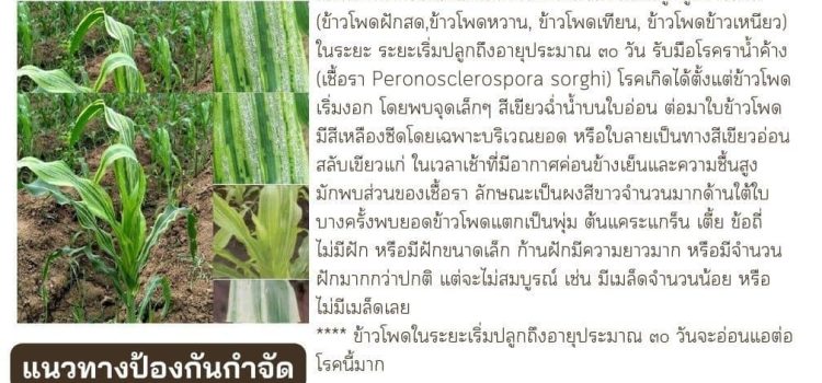 ระวัง โรคราน้ำค้างในข้าวโพด