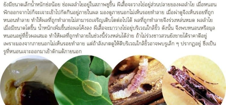 ระวัง หนอนเจาะขั้วผลในลำไย