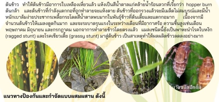 แจ้งเตือน!!การระบาดเพลี้ยกระโดดสีน้ำตาล