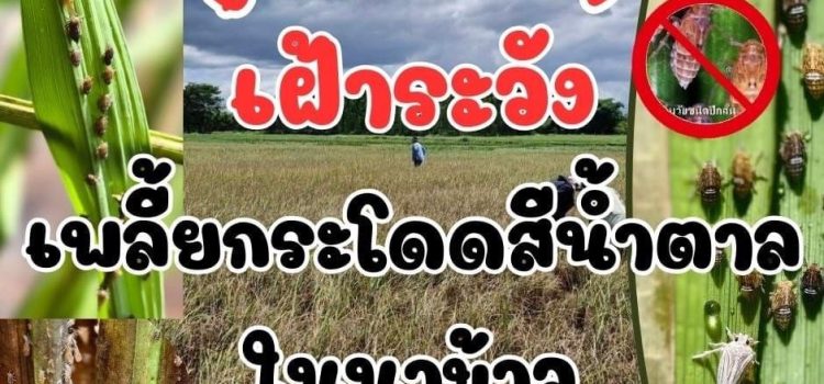 เฝ้าระวังการระบาดของเพลี้ยกระโดดสีน้ำตาล เฝ้าระวังการระบาดของเพลี้ยกระโดดสีน้ำตาล