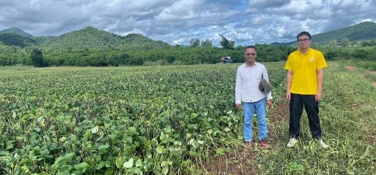 เกษตรกาญจน์ติดตามสถานการณ์การผลิตมันสำปะหลัง และการเก็บเกี่ยวถั่วเขียว
