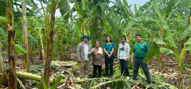 เกษตรเมืองกาญจน์…ลงพื้นที่ตรวจสอบความเสียหายของพืชผลทางการเกษตรจากการเข้าทำลายของช้างป่า ในพื้นที่หมู่ที่ 2 ตำบลวังด้ง อำเภอเมืองกาญจนบุรี จังหวัดกาญจนบุรี