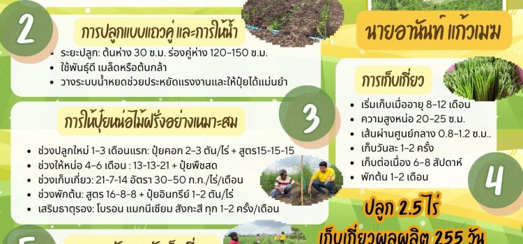 KM การจัดการความรู้ “หน่อไม้ฝรั่งเงินแสน”