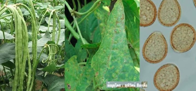 ประชาสัมพันธ์แจ้งเตือนการระบาดศัตรูพืช