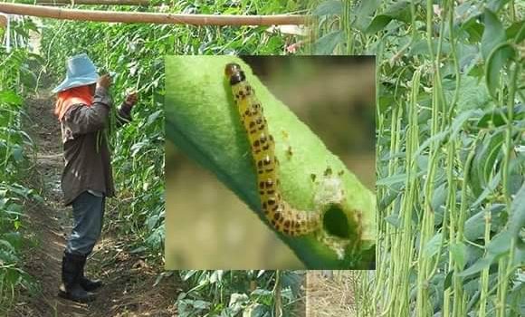 ประชาสัมพันธ์แจ้งเตือนการระบาดศัตรูพืช