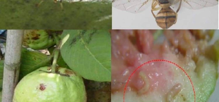 ประชาสัมพันธ์แจ้งเตือนการระบาดศัตรูพืช
