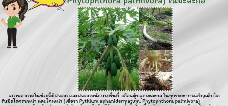 เตือนภัยโรค และโคนเน่าในมะละกอ