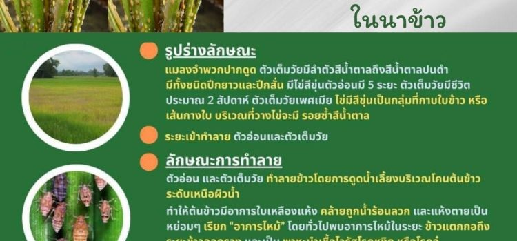 เตือนภัยเพลี้ยกระโดดสีน้ำตาลในนาข้าว