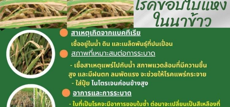 เตือนภัยโรคขอบใบแห้งในนาข้าว
