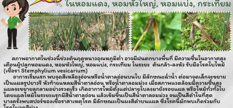เตือนเกษตรกรผู้ปลูก หอม กระเทียม ระวังโรคใบไหม้