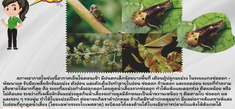 เตือนเกษตรกรผู้ปลูกมะม่วง ระวัง เพลี้ยจักจั่นมะม่วง