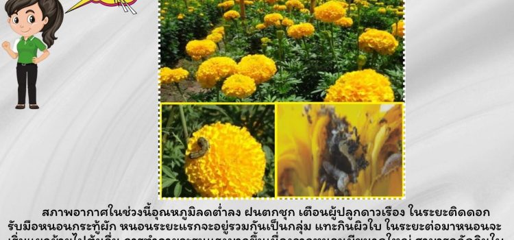 เตือนเกษตรกรผูปลูกดาวเรือง ระวังหนอนกระทู้ผัก