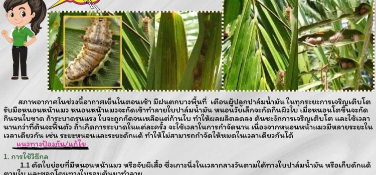 เตือนเกษตรกรผู้ปลูกปาล์มน้ำมัน ระวังหนอนหน้าแมว เตือนเกษตรกรผู้ปลูกปาล์มน้ำมัน ระวังหนอนหน้าแมว