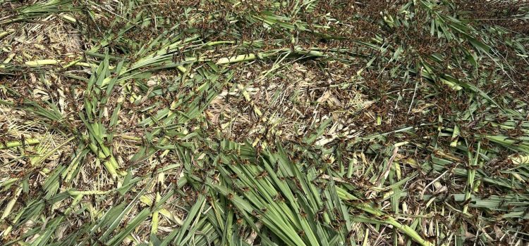 เกษตรหนองปรือ…ลงพื้นที่สำรวจการเลี้ยงตั๊กแตนเพื่อการค้าของเกษตรกรในพื้นที่อำเภอหนองปรือ