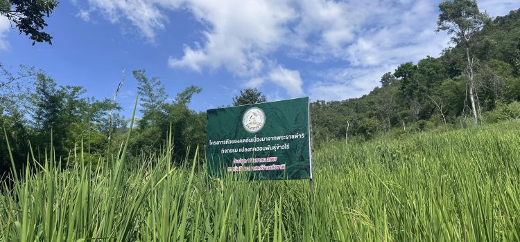 เกษตรหนองปรือ…พร้อมด้วยเจ้าหน้าที่สถาบันวิทยาศาสตร์ข้าวแห่งชาติ ร่วมตรวจประเมินแปลงทดสอบพันธุ์ข้าวไร่ โครงการห้วยองคตอันเนื่องมาจากพระราชดำริ