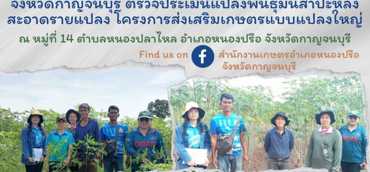 ตรวจประเมินแปลงพันธุ์มันสำปะหลังสะอาดรายแปลง โครงการส่งเสริมเกษตรแบบแปลงใหญ่