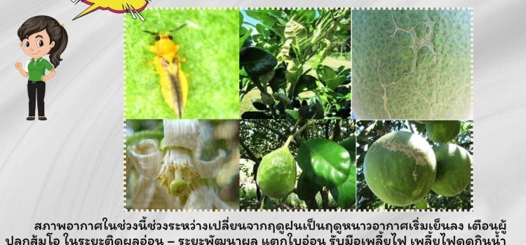 เกษตรหนองปรือ…แจ้งเตือนเกษตรกรผู้ปลูกส้มโอ เกษตรหนองปรือ…แจ้งเตือนเกษตรกรผู้ปลูกส้มโอ