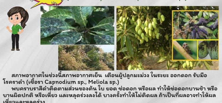 เกษตรหนองปรือ…แจ้งเตือนเกษตรกรผู้ปลูกมะม่วง เกษตรหนองปรือ…แจ้งเตือนเกษตรกรผู้ปลูกมะม่วง