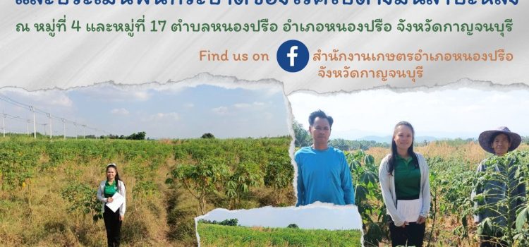 เกษตรหนองปรือ…ลงพื้นที่สำรวจและประเมินพื้นที่ระบาดของโรคใบด่างมันสำปะหลัง เกษตรหนองปรือ…ลงพื้นที่สำรวจและประเมินพื้นที่ระบาดของโรคใบด่างมันสำปะหลัง