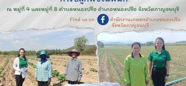 เกษตรหนองปรือ…ลงพื้นที่สำรวจสถานการณ์การปลูกพืชในพื้นที่ เกษตรหนองปรือ…ลงพื้นที่สำรวจสถานการณ์การปลูกพืชในพื้นที่
