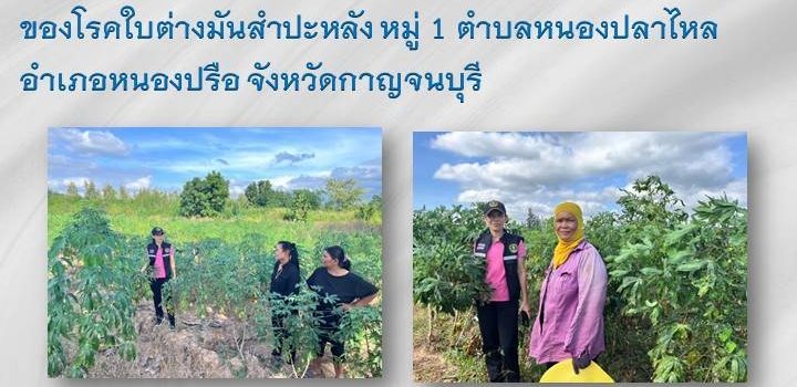 เกษตรหนองปรือ…ลงพื้นที่สำรวจและประเมินพื้นที่ระบาดของโรคใบด่างมันสำปะหลัง