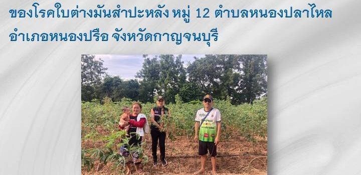 เกษตรหนองปรือ…ลงพื้นที่สำรวจและประเมินพื้นที่ระบาดของโรคใบด่างมันสำปะหลัง