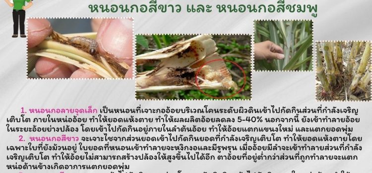 เกษตรหนองปรือ…เตือนภัยหนอนกออ้อย เกษตรหนองปรือ…เตือนภัยหนอนกออ้อย