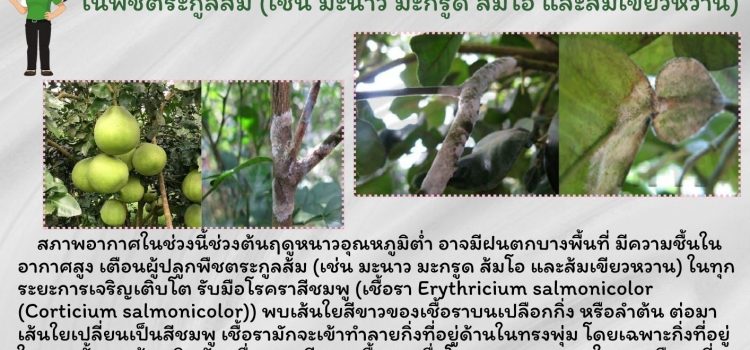 เกษตรหนองปรือ…แจ้งเตือนเกษตรกรผู้ปลูกพืชตระกูลส้ม (เช่น มะนาว มะกรูด ส้มโอ และส้มเขียวหวาน) เกษตรหนองปรือ…แจ้งเตือนเกษตรกรผู้ปลูกพืชตระกูลส้ม (เช่น มะนาว มะกรูด ส้มโอ และส้มเขียวหวาน)