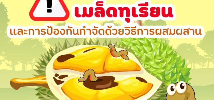 หนอนเจาะเมล็ดทุเรียน ภัยร้ายที่เกษตรกรต้องระวัง