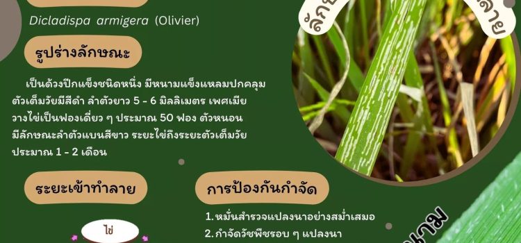 เตือนชาวนา เฝ้าระวัง แมลงดำหนามเข้าทำลายผลผลิต
