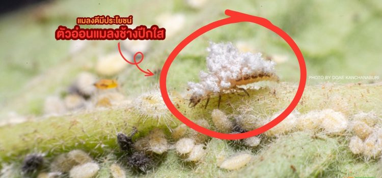 แมลงช้างปีกใส แมลงช้างปีกใส