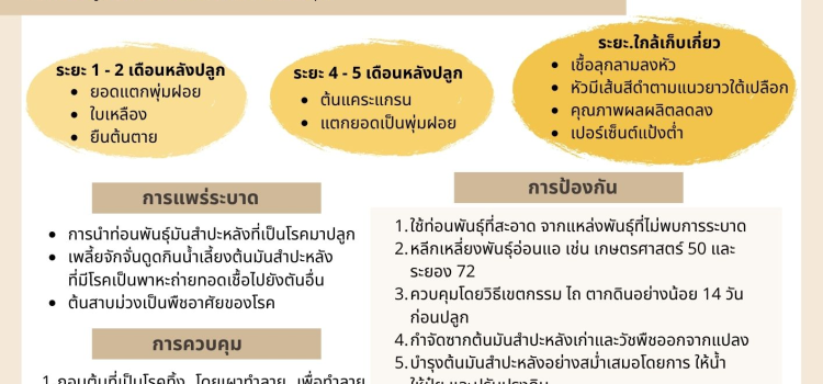 โรคพุ่มแจ้มันสำปะหลัง