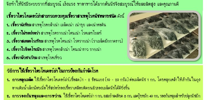 การใช้เชื้อราไตรโคเดอร์ม่าควบคุมโรคพืช