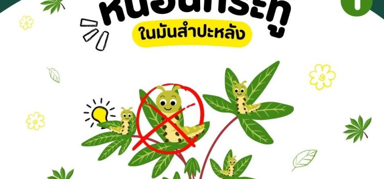 #เกษตรกาญจน์…..เตือนภัยเกษตรกร…ป้องกันกำจัดหนอนกระทู้ในมันสำปะหลัง