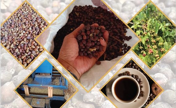 การศึกษาแนวทางการพัฒนากาแฟโรบัสตา จังหวัดประจวบคีรีขันธ์ การศึกษาแนวทางการพัฒนากาแฟโรบัสตา จังหวัดประจวบคีรีขันธ์