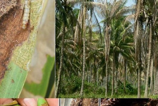 เตือนภัยการเกษตร : ระวังหนอนหัวดำมะพร้าว